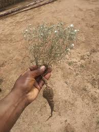 Image result for Dicoma anomala