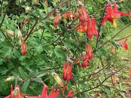 Only in zones 8 to 10 is it a viable outdoor landscape plant. Flowers Plan Now For Winter Blooms