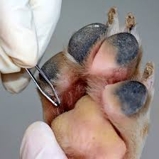 Simptomy Piraplazmoza U Sobak Kak Opredelit Pervye Priznaki Posle Ukusa Klesha Diagnostika V Veterinarnoj Laboratorii Kak Berut Krov Dlya Obshego I Klinicheskogo Analiza Kak Sdavat Mochu Cena Lecheniya