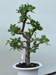 Image result for Commiphora pteleifolia