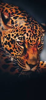 1125x2436 Leopard Animal Relaxed Portrait Wallpaper Animal Wallpaper Wildlife Wallpaper Animals Beautiful