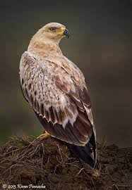 Birds Of The Southwestern Desert Tawny Eagle Pet Birds Beautiful Birds Colorful Birds