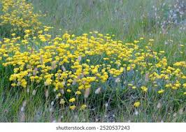 Image result for Helichrysum panduratum