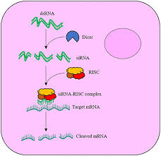 102 cooks pest control reviews. Frontiers Recent Advances In Engineered Nanoparticles For Rnai Mediated Crop Protection Against Insect Pests Agronomy