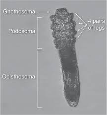 Image result for Demodex brevis