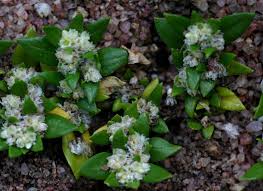 Image result for Guilleminea densa