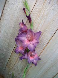 Photo Of Gladiola Blue Smoke Gladiolus Grandiflorus Uploaded By Oberon46 Gladiolus Gladiolus Tattoo Gladiolus Flower
