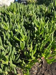 Image result for Carpobrotus