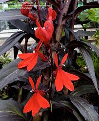 They also prefer moist, rich soil. Plantfiles Pictures Lobelia Cardinal Flower Queen Victoria Lobelia Cardinalis By Anniesannuals