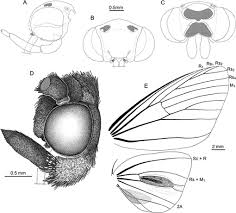 Image result for Basananthe apetala