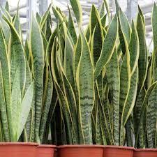 Tanaman hias memang menjadi tumbuhan yang banyak diincar. Jenis Jenis Tanaman Hias Daun Tanaman Hias Daun Tanaman Tanaman Indoor