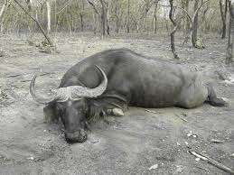 The Great Colors Of The Central Savanna Buffalo In Central African Republic  C.A.R