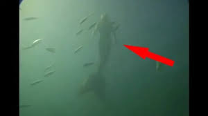 Image result for real mermaid