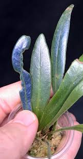 Image result for Elaphoglossum kivuense