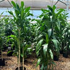 Image result for Dracaena laxissima