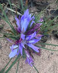 Image result for Babiana bainesii