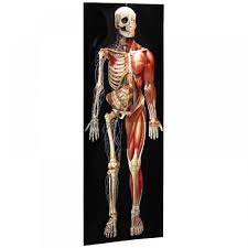 Anatomical overlays, female, front view. Life Size Dimensional Man Anatomical Chart Full Size Anatomy Poster
