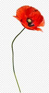 Common Poppy Plant Png Download 1011 1900 Free Transparent Flower Painting Watercolor Flowers Flower Backgrounds