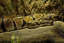 Snakes can get though any opening, no matter how small. Ball Python Care Sheet Reptiles Magazine