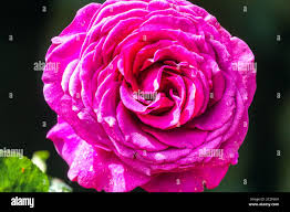 Rosa stephens hi-res stock photography and images