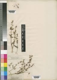 Image result for Salvia stenophylla