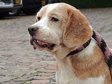 Symptoms of cancer in dogs. Cancer In Dogs Wikipedia