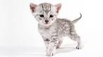 Egyptian Maus for Sale | Cats on Oodle Classifieds