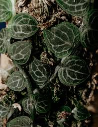 Image result for Rorippa cryptantha