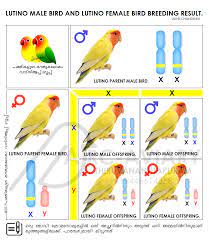 Basic Genetic Science Of African Love Bird African Love African Lovebirds Bird