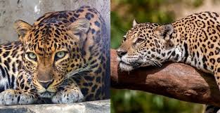 Check spelling or type a new query. O Que Diferencia A Onca Do Leopardo Recreio