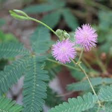 Image result for Mimosa pudica
