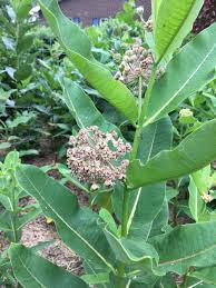 Image result for Asclepias palustris
