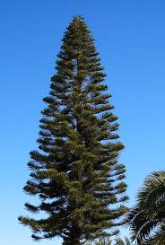 Image result for Araucaria columnaris
