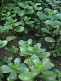 Check spelling or type a new query. 7 Best Purslane Plant Ideas Edible Wild Plants Purslane Plant Wild Edibles