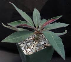 Image result for Euphorbia epicyparissias