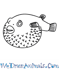 Leave a blank space above where we will draw his face and fins later. How To Draw A Puffer Fish