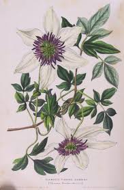 We did not find results for: Hortus Camdenensis Clematis Florida Thunb Var Sieboldii