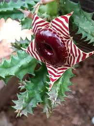 Image result for Orbea paradoxa