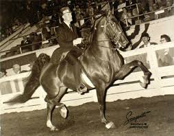 Six Time Five Gaited Wgc Ch My My Even Though She Was A Mare This Horse Was A Powerhouse With A Huge American Saddlebred Horses Horses American Saddlebred