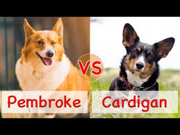 Pembroke Corgi Cardigan Corgi ...