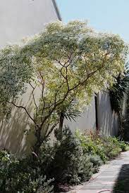 Find the latest snowflake inc. Snowflake Bush