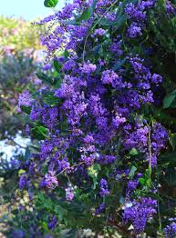Image result for Hardenbergia