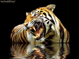 Download now aturan memelihara satwa langka. Gambar Wallpapers Macan 3d Wallpaper Cave