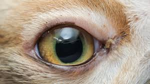 How To Treat Conjunctivitis In Cats
