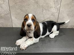 A dream in the making. Basset Hound Puppies Petland Frisco Tx