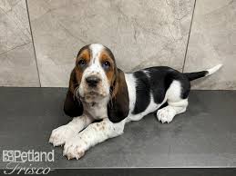 Check spelling or type a new query. Basset Hound Puppies Petland Frisco Tx