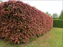 Image result for Živý plot z habru