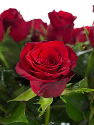 Rosen "Upper Class" rot
