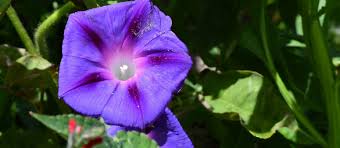 Image result for Aster milanjianus