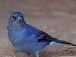 Canario Azul Canarios Belgas Canarios Canario